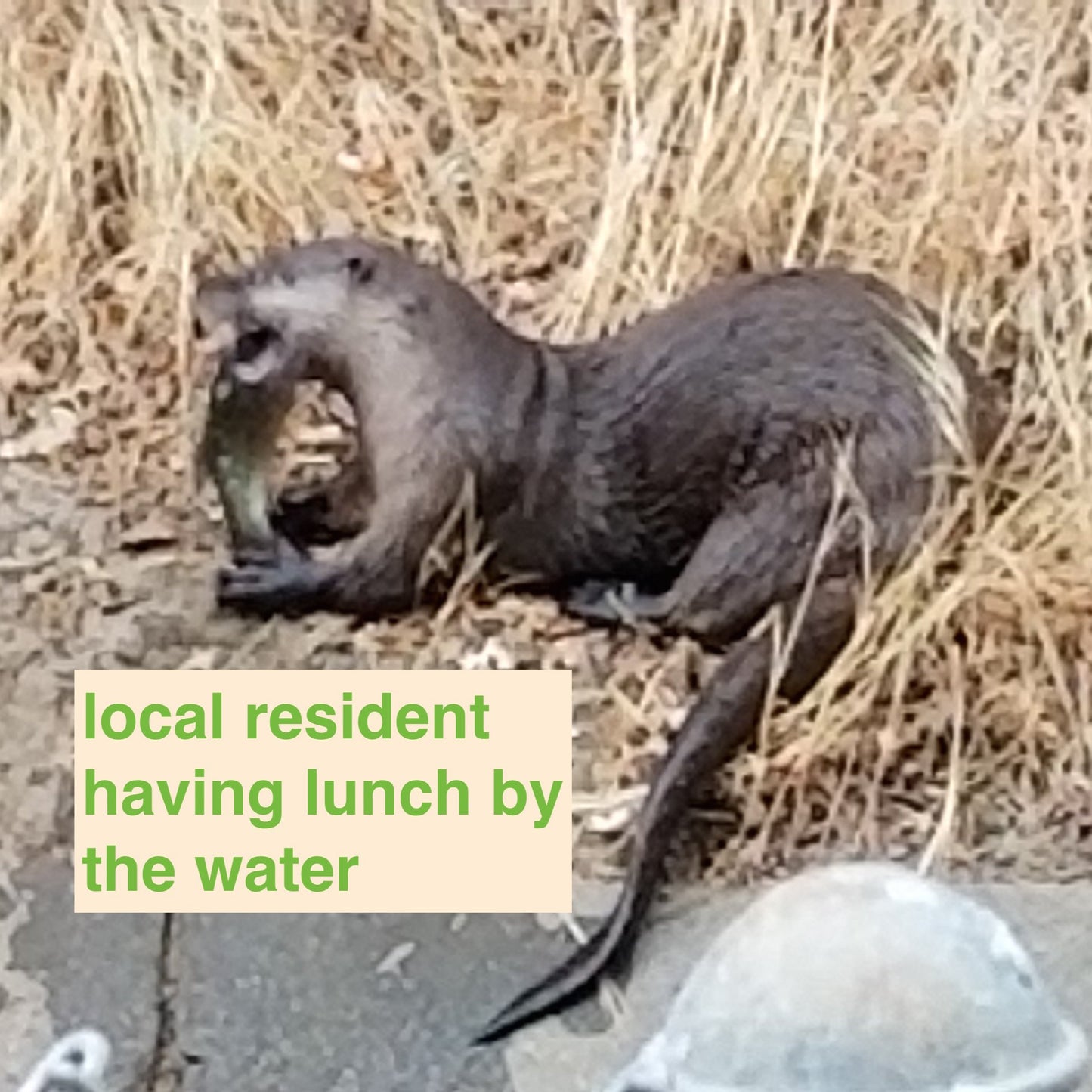walnut creek river otter eating a big fish on the bank of the canal