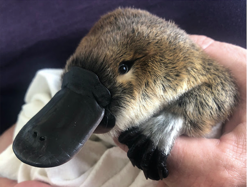 No. 11. MID MAY. The T-shirt and T. Gabner Rughut, the Phillips hoax, more derailers. A long one for shut-ins.