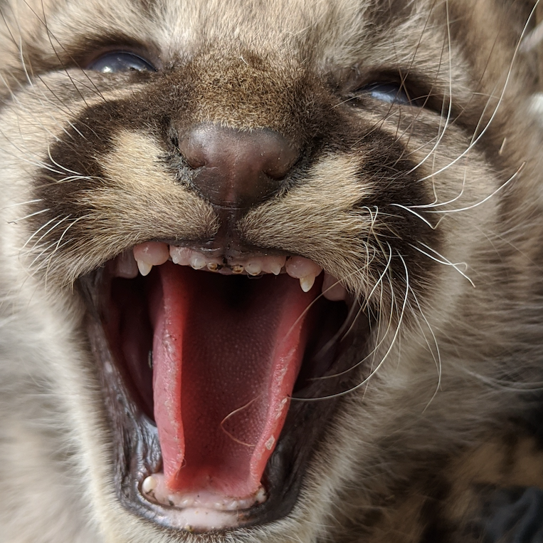 no.22, December 12, and not a Holiday Gift Guide. It's a long one.