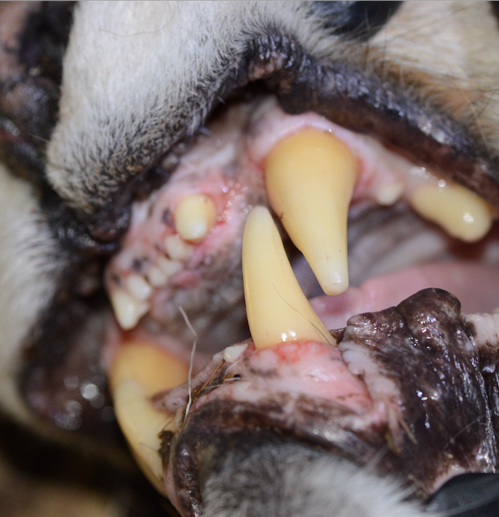 2022 Mid- Feb: Goats online, a mountain lion in the boonies, Hobson-Zingo, grainy b/w photos, charity stuff, Charlie H. Gallop photos, and Vincents Snowball. A long read, but you can get ye olde gist just by looking at the pictures.