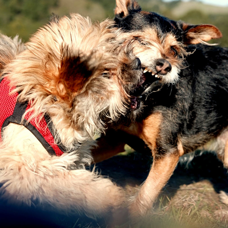 2nd of 2020 . Lots of stuff, more links than people like, a derailer rant, and another ANAGRAM contest