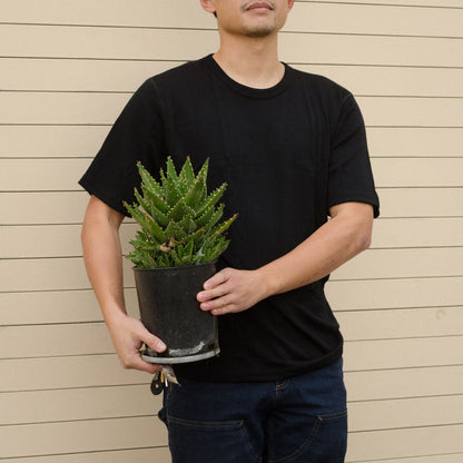 Aussie Wool short-sleeved Tee shirt, black